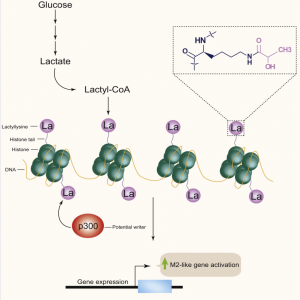 研究思路｜脓毒症期间乳酸对巨噬细胞中HMGB1的乳酸化修饰