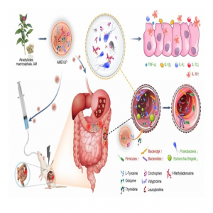 研究表明 | 白术细胞外囊泡样颗粒（AMEVLP）可通过调节肠道菌群改善溃疡性结肠炎（UC）