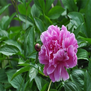 赤芍外囊泡
