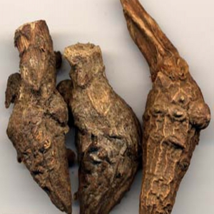 川乌外囊泡