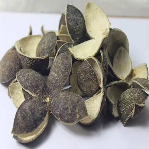 青皮外囊泡