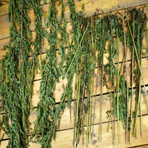 蓍草外囊泡