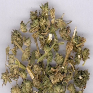 益母草外囊泡