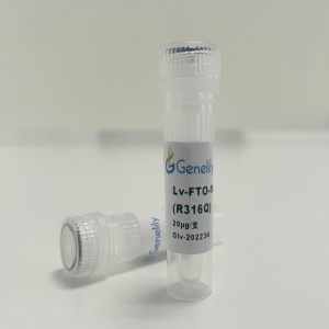 人源 FTO 失活型过表达慢病毒质粒