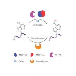 总RNA/mRNA m6A/ac4C定量检测（比色法）